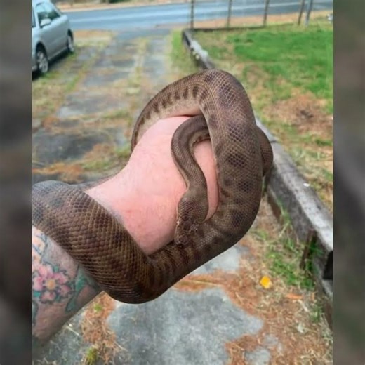 Children's python,the second smallest python.