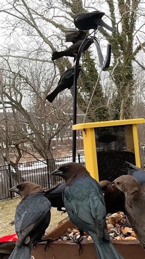 Brown-Headed Cowbirds Take Over the Feeder!