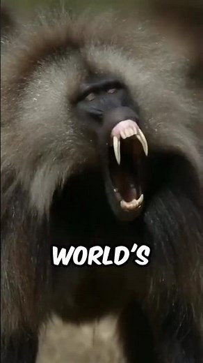 The most dangerous monkeys in the world #wildanimals #animals #foryou #fy #facts #monkey
