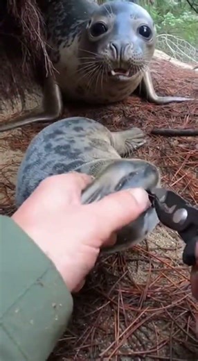 Hands Peeling Netting in a Tight Forest Den