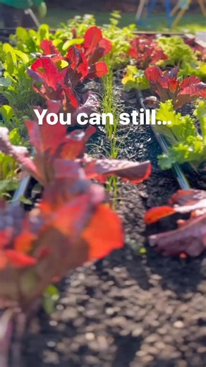 Just because you have crops planted in your beds, doesn’t mean you can’t amend the soil. We apply lime and compost to all of our beds each fall. In beds with overwintering crops, the process takes a little bit longer, but it’s easy, makes the beds look nice, protects the soil over the winter, and helps make sure everything is ready for next year. 🌱 . . #compost #fallgarden #soil | Seattle Urban Farm Company