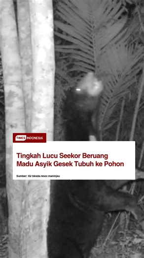 Seekor beruang madu terekam kamera trap saat menggesekkan tubuhnya ke batang pohon di kawasan hutan Maninjau. Rekaman ini diunggah akun Instagram BKSDA Resor Maninjau pada Sabtu (11/1/2026) dan memperlihatkan momen alami satwa liar saat beraktivitas di habitatnya. Perilaku tersebut dikenal sebagai tree rubbing, dilakukan beruang madu untuk meredakan rasa gatal sekaligus meninggalkan penanda bau. Beruang madu atau Helarctos malayanus merupakan spesies beruang paling kecil di dunia, dengan panjang