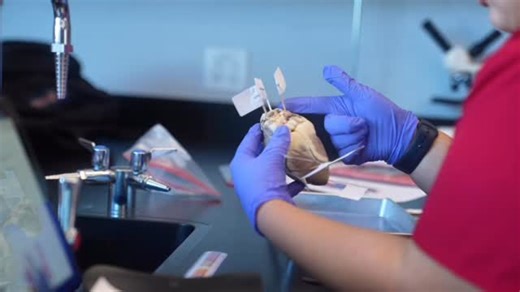 Biomedical Science CTE Pathway ✅ In Mrs. Sanchez’ Biomedical Science class this week, students took an up close look at actual hearts. They pinned the specific parts of the heart, then cut into them to investigate which parts of the heart were diseased. A real eye opening experience! | Centennial High School - Design and Innovation Academy | Facebook