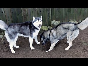 Which Dog Is Digging These Holes?