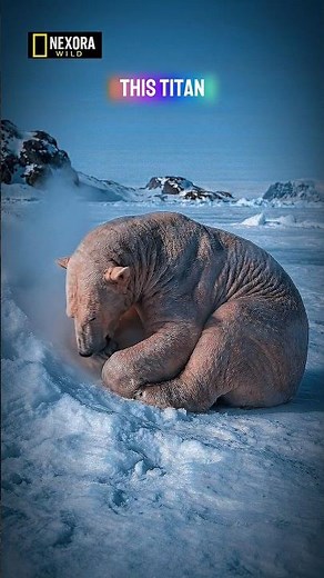 What if a Polar Bear lost ALL its fur? 😳❄️ The biological reality is terrifying