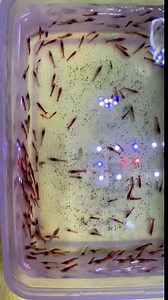 25 Hawaiian Red Shrimp aka Opae Ula