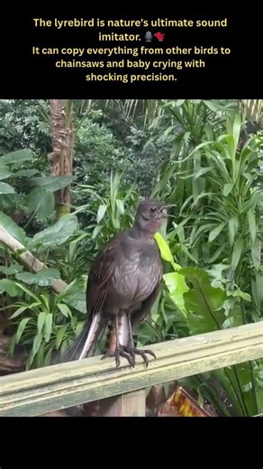 LyreBird: The best songbird ever #didyouknow