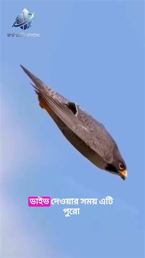 The fastest bird in the world: Peregrine Falcon| #birds #facts #falcon #amazingfacts #banglafacts