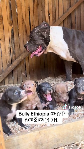 #bullydogs #ethiopian_tik_tok🇪🇹🇪🇹🇪🇹🇪🇹