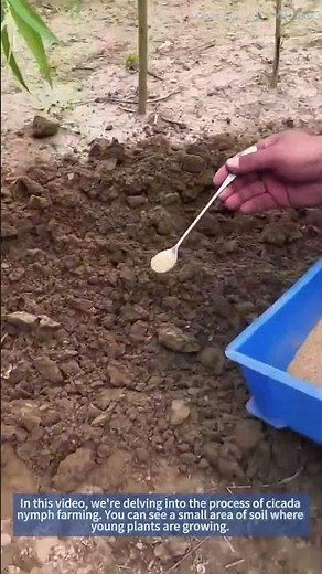 Cicada Nymph Farming: A Step - by - Step Guide