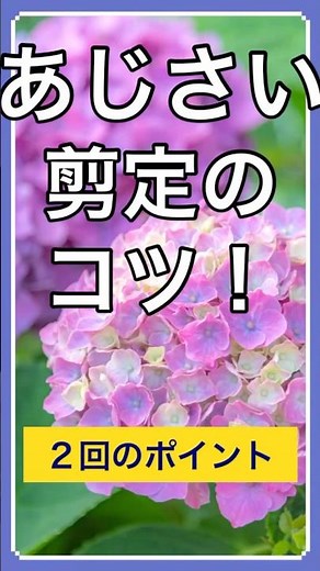 あじさい剪定これだけ🍀2回で花が変わる