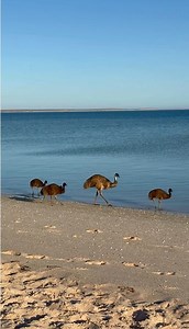 Did Monkey Mia’s headliners just get upstaged? Famous for its wild dolphins that swim right up to shore, Monkey Mia sits within the Shark Bay World Heritage Discovery and Visitor Centre area (Gathaagudu) — a haven of blue-green waters, rare wildlife and sun-soaked adventures. With almost year-round sunshine and landscapes filled with colour and life, this coastal gem offers unforgettable moments at every turn. Whether you're wading into the shallows or exploring the vast red-and-blue wilderness 