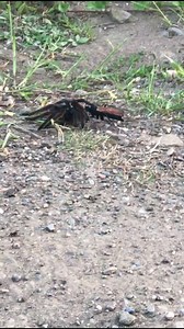 Avispa arañera (Pompilidae) llevando a una tarántula o araña pollito paralizada con su veneno. Se las llama así porque cazan y paralizan a las arañas con veneno usando su aguijón, pero no para alimentarse ellas sino a sus larvas. Éstas arrastran a su presa hasta una madriguera donde las almacenan. Algunas especies simplemente depositan sus huevos en la araña después de paralizarla y otras depositan un huevo en una araña viva sin paralizarla; la larva se alimenta de la hemolinfa de su hospedador 
