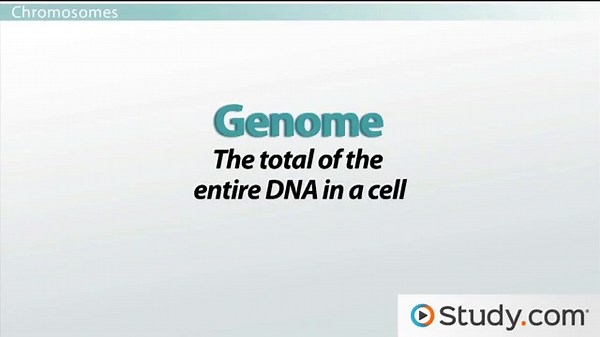 Basic Genetics: The Genome & Chromosomes