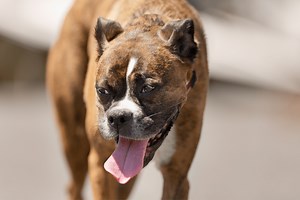 10 Tips for Exercising Your Dog in Hot Weather