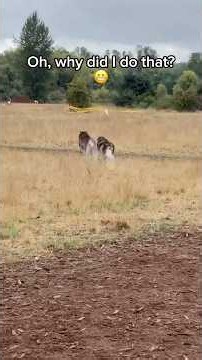 Real Husky parents know what an own goal this was. 🐺😬😒
