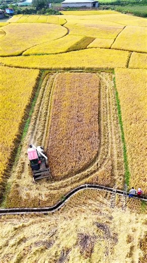 paddy harvesting machines 💥 #shorts #paddyfarming #agricultura