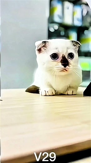 Vivo V29 Camera Test in 2026 – Still Worth It or Finally Worthless #vivo