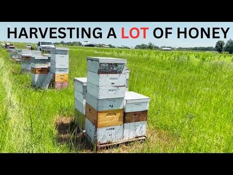 Harvesting Record-Breaking Honey | Start to Finish