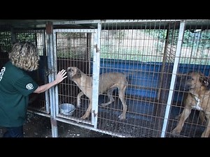 Life on a South Korea Dog Meat Farm