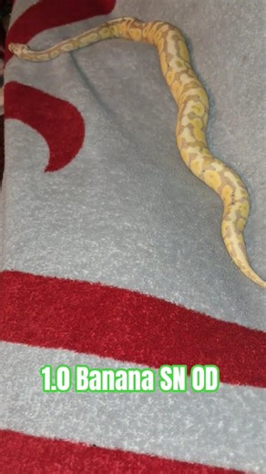 1.0 Banana SN OD #banana #spotnose #orange #dream #ballpythons #python #snake #shorts #shortvideo
