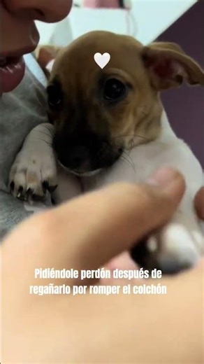 AY ÑO MIOOOO... #maracaibo #zulia #venezuela #dog #doggielife #dogshorts #dogs #doglife #doglove