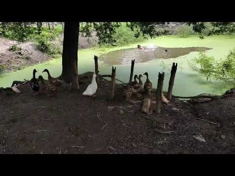 Feeding Tiny Ducklings by Hand — The Sweetest Connection Ever!