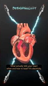 Why Your Heart Beats: It’s Actually Electricity | Fast FAQts with Brian Cottle