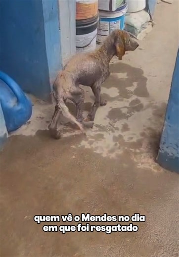 Uma equipe veterinária cheia de disposição para salvar vidas e um animalzinho que, mesmo sem forças, insiste em sobreviver, essa é a combinação perfeita para a transformação! 🧡 Mendes não se entregou à dor, ao cansaço ou à exaustão. Ele lutou até o fim. E, do nosso lado, uma equipe sensacional de veterinários e enfermeiros acreditou nele em cada etapa. Profissionais dedicados, comprometidos e que doam tempo, técnica e amor diariamente. Aqui, operamos verdadeiros milagres, mas eles só acontecem 