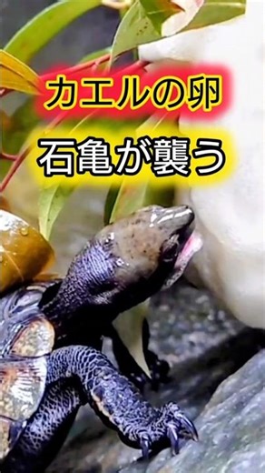 【要注意】石亀の凶暴さをほとんどの人が知らない