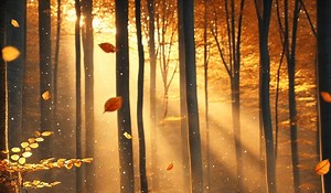 Letting Go: The Lesson of the Falling Leaves