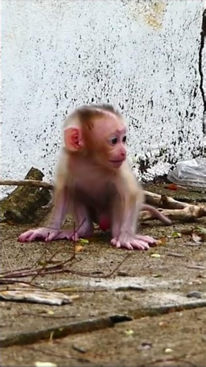 Life of Monkeys: It's funny how the baby monkey is afraid of the sound of birds singing.