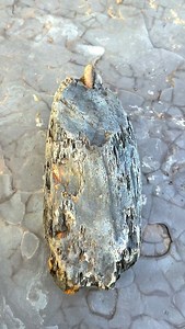 *Use code FOSSIL20 for 20% off your entire order! Free Worldwide shipping on all orders over £150 GBP* Here’s an outstanding example of a Dactylioceras Ammonite fossil that was found by the Yorkshire Fossils Team, it is roughly 185 Million years old 😍🦕 The intricate details are truly something to behold! 🔬 For ammonite rocks to crack open, please visit our official online store yorkshirefossils.NET (link in bio) or message directly on Instagram @yorkshire.fossils 🦕 For more videos, check our