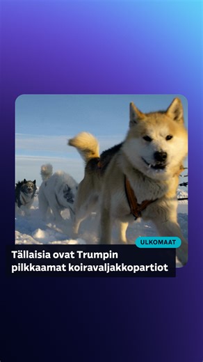 Yle Uutiset on Instagram: "Tällaisia ovat Grönlannin koiravaljakkopartiot 👉▶️ Yhdysvaltain presidentti Donald Trump kirjoitti lauantaina Truth Social -palveluun viestin, jossa hän väheksyi Tanskan valmiuksia puolustaa Grönlantia. Viestissään Trump kirjoitti, että Tanska suojaa Grönlantia kahdella koiravaljakolla. Tanskan puolustusvoimilla on Grönlannissa koiravaljakkopartioita kuten Trump kirjoittaa. Kahden sijaan niitä on kuitenkin kuusi. Kuhunkin partioon kuuluu kaksi miestä ja noin tusinan v
