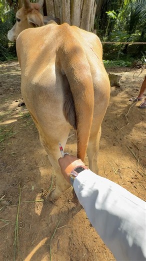 Penyuntikan vitamin ATP pada sapi #viral