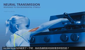 【生物】3D.版神经反射