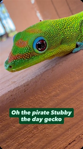 gecko | Oh the pirate Stubby the day gecko #gecko #lizard #reptile #cuteanimals #funnyanimals #funnyreels | Instagram
