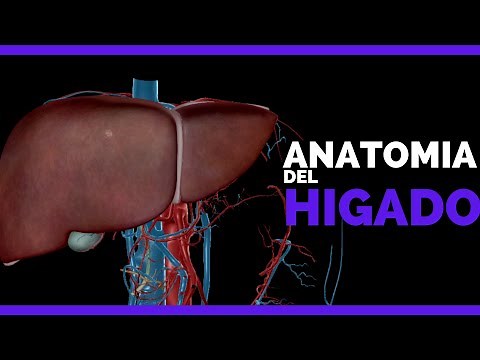 ✅LIVER ANATOMY | PARTS and IRRIGATION of VEINS and ARTERIES | Anatomy in Nursing
