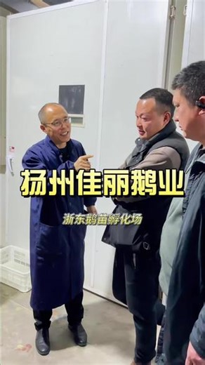 新手养鹅不用担心，全程顾问 产供销一条龙服务，为您保驾护航！#鹅苗孵化 #鹅苗批发 #浙东鹅苗 #纯种浙东鹅苗 #新手养鹅