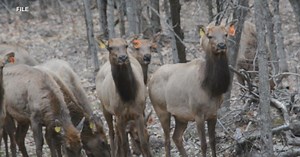 DNR reflects on reintroduction of elk in Wisconsin