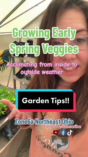 Tips on growing early spring veggies and acclimating them from indoor to outdoor temperatures. #newgardener #youngmoms #healthypeople #zone6a #ohio #pennsylvania #northeastohio #growingagarden #gardentips #vegetablegarden #hardeningoffseedlings