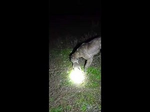 Lamping rabbits pest control for local farmer
