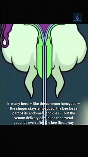 How a Bee Injects Venom?