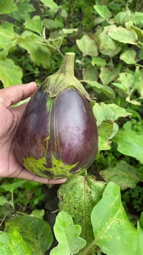 Creamy Cauliflower Mash & Smoky Eggplant