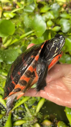 This is a RED turtle!