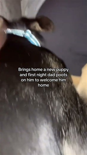 Bro fart on his dog #funny #fart