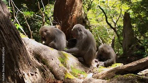 family of Japanese macaques in a forest, wildlife of Japan, playful wild monkeys in the jungle of Yakushima, cute monkeys grooming each other