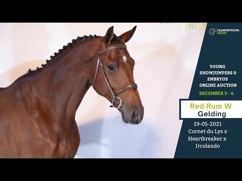 Red Rum W - Young Showjumpers Online Auction - Paardenveilingonline.com