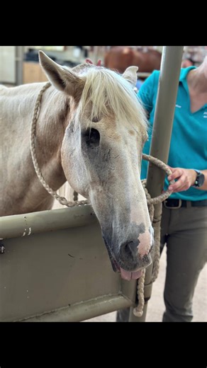 Coop, the famous junior rodeo pony @Ronnica Hodge Brown @cody.sanford3