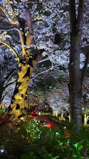 夜色 樱花=浪漫至极！日本的春天美得像童话✨#桜 #夜桜 #櫻花 #cherryblossom